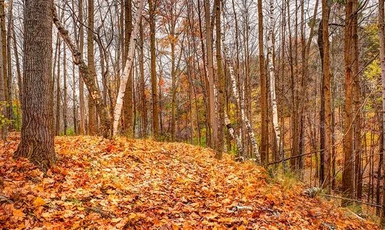 Autumn forest trail